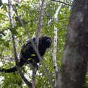 1720-Howler Monkey